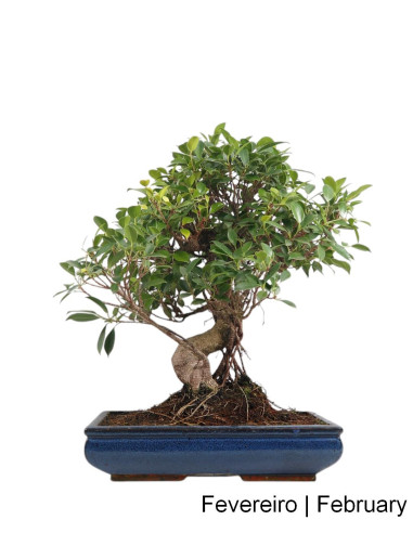 Ficus Tiger Bark Bonsai de 21 Anos