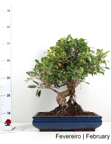 Ficus Tiger Bark Bonsai de 21 Anos