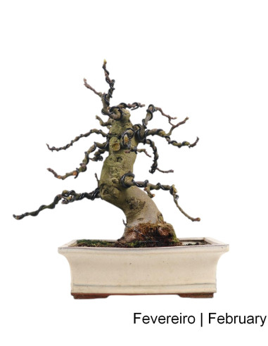 Figueira Bonsai de 23 años