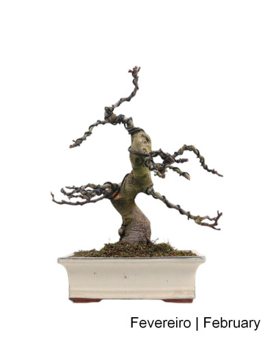 Figueira Bonsai de 23 años