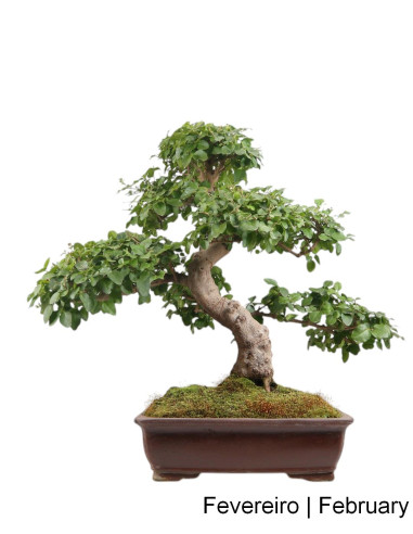 Ligustrum Bonsai de 29 Anos