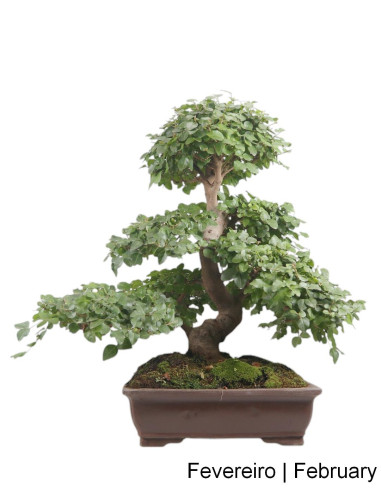 Ligustrum Bonsai de 29 Anos