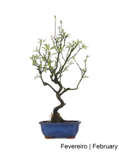 Amendoeira Bonsai von 2012