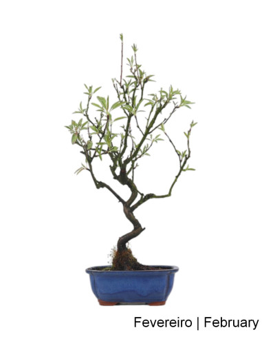 Amendoeira Bonsai de 2012 | Luso Bonsai