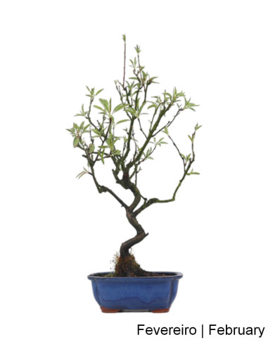 Almendro Bonsai de 2012