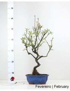 Amendoeira Bonsai von 2012 2