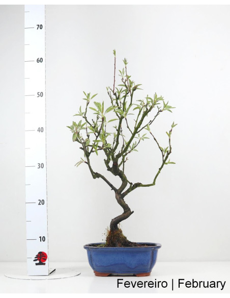 Almendro Bonsai de 2012