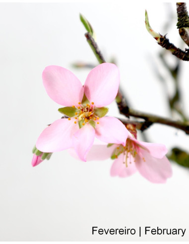 Almendro Bonsai de 2012