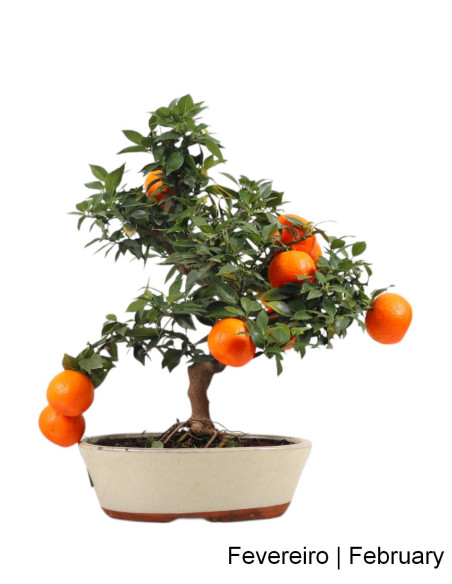 Citrus Myrtifolia Bonsai de 19 años