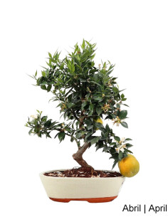 Citrus Myrtifolia Bonsai of 19 years 2