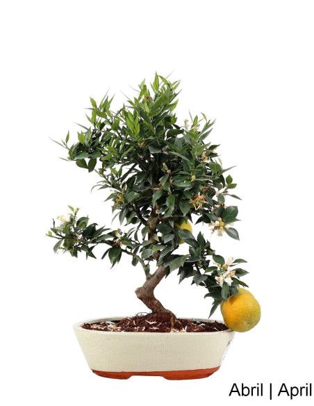 Citrus Myrtifolia Bonsai de 19 años
