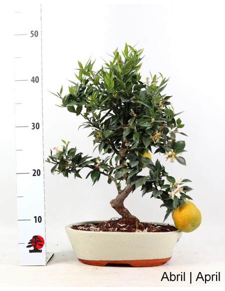 Citrus Myrtifolia Bonsai de 19 años