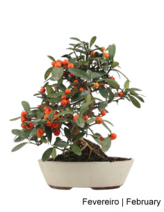 Citrus Kinzu Bonsai de 20 años