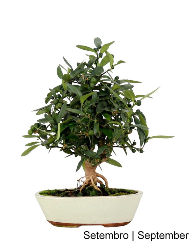 20-year-old Citrus Kinzu Bonsai