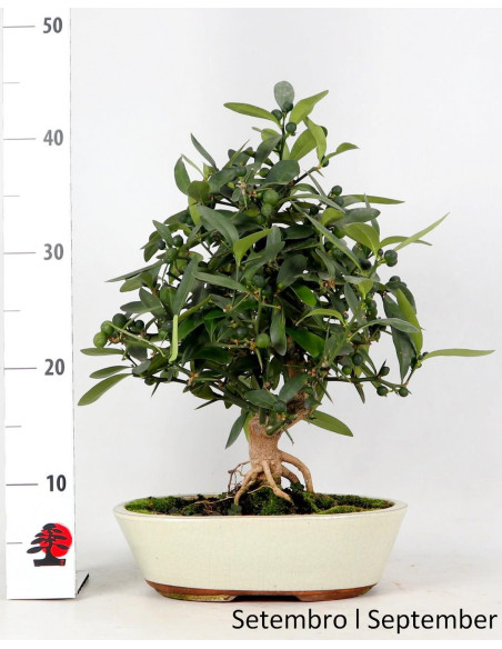 20-year-old Citrus Kinzu Bonsai