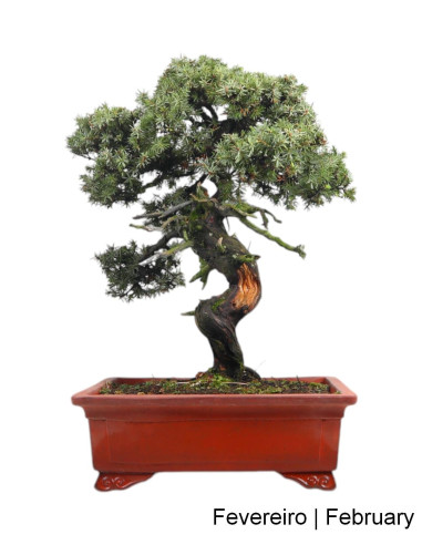 Juniperus Rigida Bonsai, 1973 | Luso Bonsai