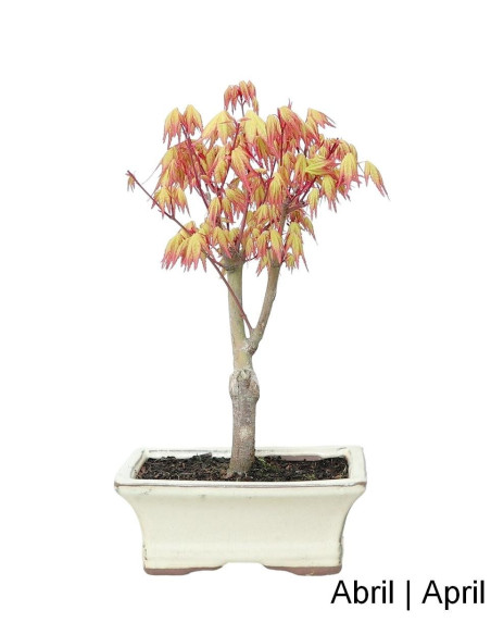 Acer Palmatum Katsura Bonsai of 7 Years