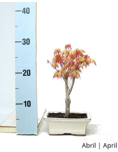 Acer Palmatum Katsura Bonsai de 7 Años 2