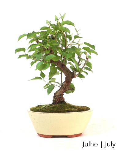 Prunus Mahaleb Bonsai de 7 ans | Luso Bonsai