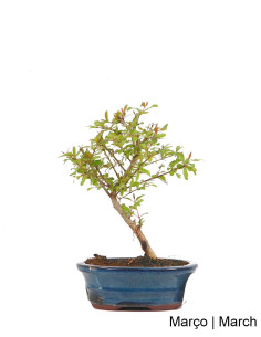 Romãzeira Anã (Nana) Bonsai di 7 Anni