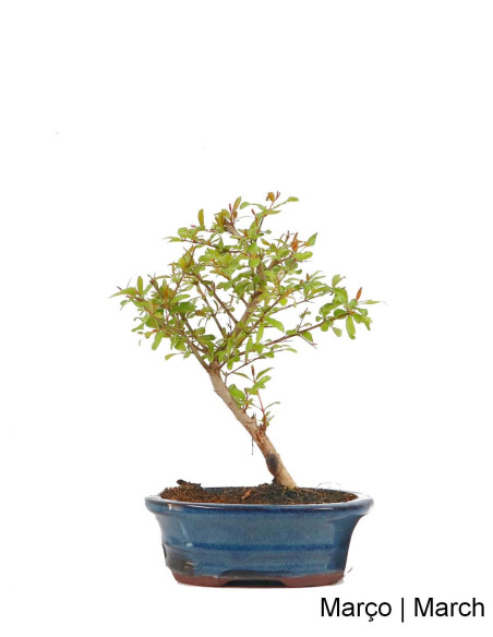 Romãzeira Anã (Nana) Bonsai de 7 Anos