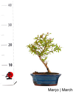 Romãzeira Anã (Nana) Bonsai di 7 Anni 2