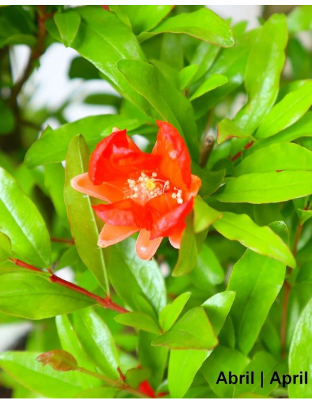 Romãzeira Anã (Nana) Bonsai de 7 Anos