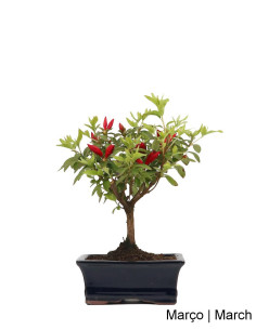 Azalee Bonsai von 7 Jahren