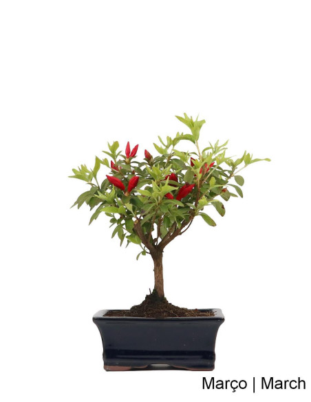 Azalée Bonsai de 7 ans