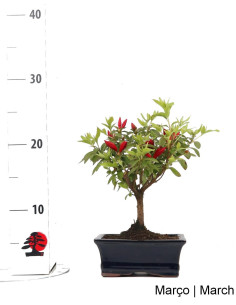 Azalee Bonsai von 7 Jahren 2
