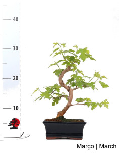Mulberry Bonsai 7 Years Old 2