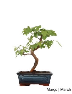 Amoreira Bonsai di 9 Anni