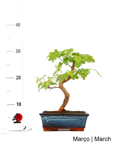 Amoreira Bonsai de 9 Anos