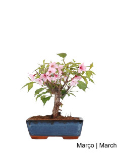 Prunus Subhirt. Autunno. Rosea Bonsai di 9 anni