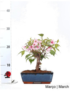Prunus Subhirt. Autunno. Rosea Bonsai di 9 anni 2