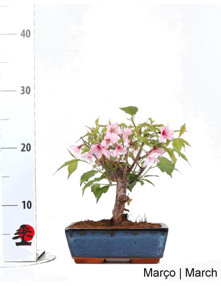 Prunus Subhirt. Otoño. Rosea Bonsai de 9 años