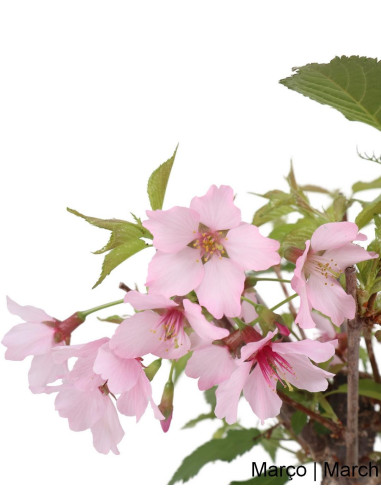 Prunus Subhirt. Otoño. Rosea Bonsai de 9 años