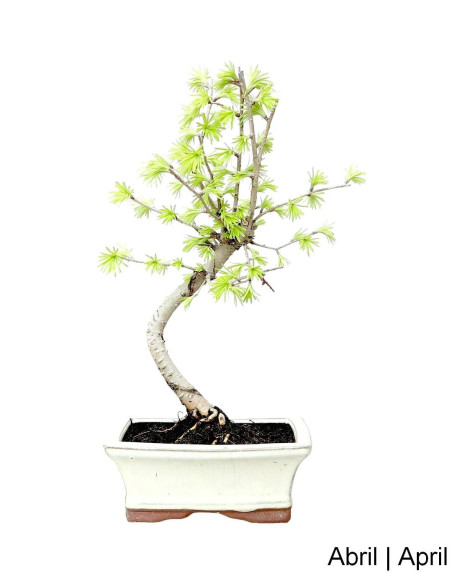 Pseudolarix Bonsai de 7 anos
