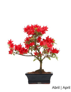 Azalea Bonsai de 9 anos