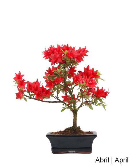 Azalea Bonsai de 9 anos