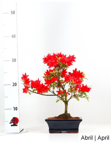 Azalea Bonsai de 9 años