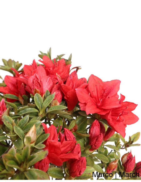 Azalea Bonsai de 9 anos