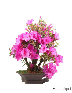 Azalea Bonsai di 34 Anni