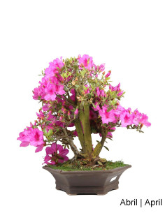 Azalea Bonsai di 34 Anni 2