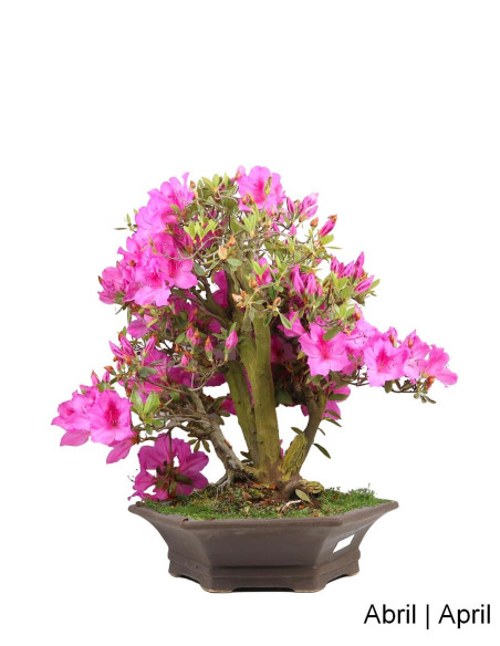 Azalea Bonsai of 34 Years