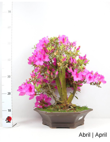 Azalea Bonsai de 34 Anos