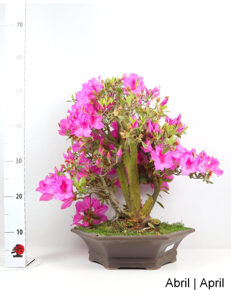 Azalea Bonsai de 34 Años