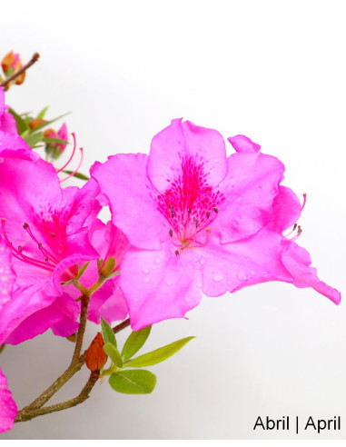 Azalea Bonsai de 34 Anos