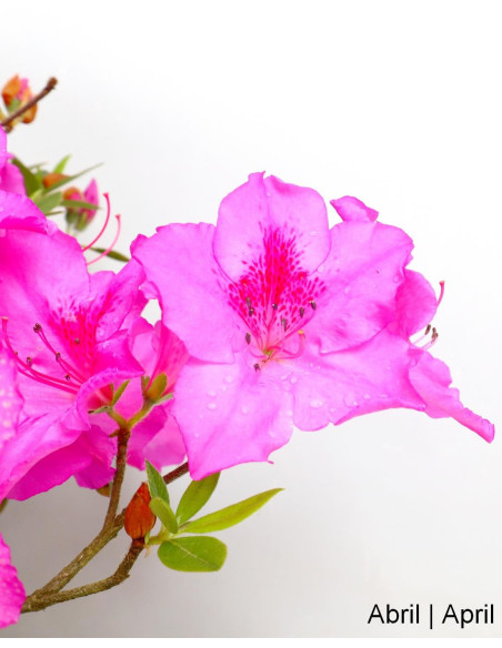 Azalee Bonsai von 34 Jahren
