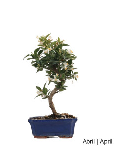 Citrus Myrtifolia Bonsai of 12 years